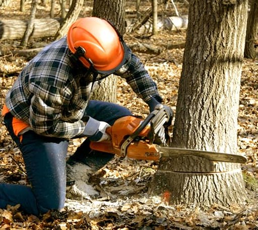 Tree Removal in Strafford, NH